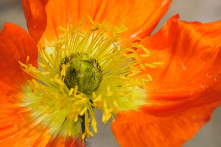 Macro of center orange papaver flower with many yellow stamensの写真素材