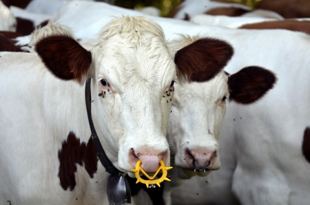 White cows with a ring in the nostrils and numerous flies around the eyes, region Rhône-Alpes in Franceの写真素材