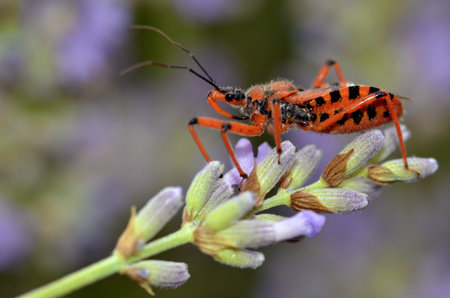 Macro of black and red assassin bug (Rhynocoris iracundus) on lavender flower
