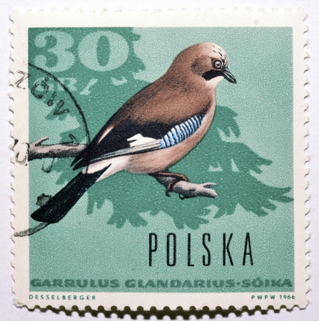 Polish postage stamp with Eurasian Jay (Garrulus glandarius)の写真素材