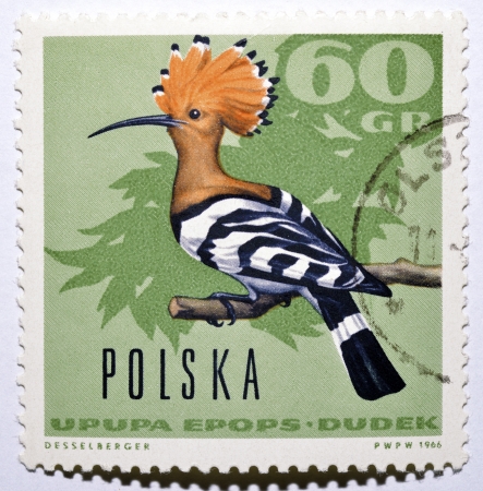 Polish postage stamp with hoopoe (Upupa epops)の写真素材