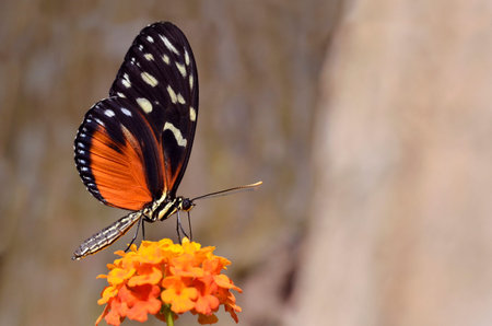 Macro of  Tiger Longwing  Heliconius hecale  butterfly feeding on flower  Lantana camara 