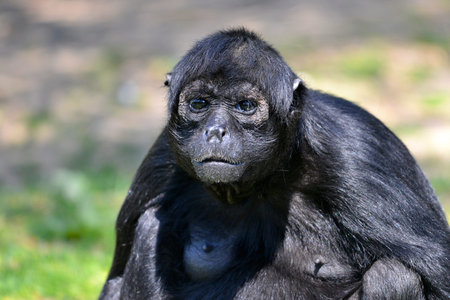 Portrait of Black-headed spider monkey  Ateles fusciceps 