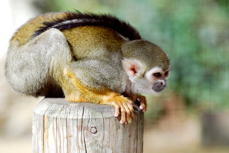 Closeup Squirrel Monkey Saimiri sciureus on trunk seen of profile