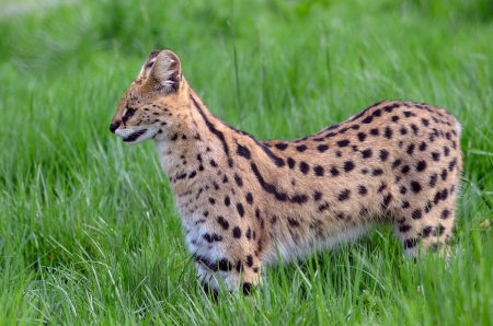 Serval Leptailurus serval view of profile in the grassの写真素材