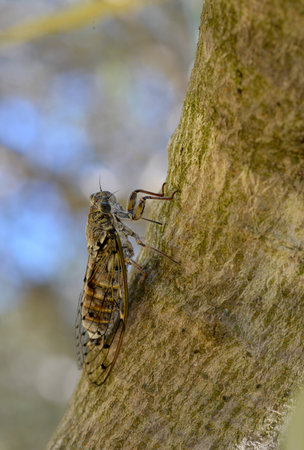 Closeup of Cicada orni on trunk tree in the south of France