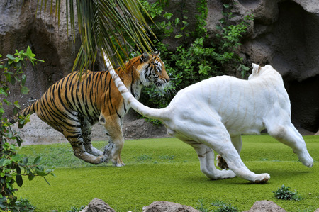 Tiger and rare white tiger Panthera tigris playing on grassの写真素材
