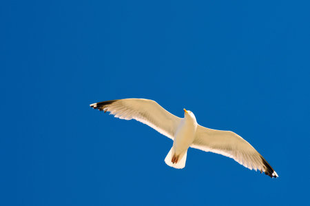 Closeup herring gull Larus argentatus in fly on blue sky 