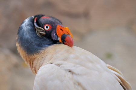 Portrait King Vulture Sarcoramphus papa view of profile