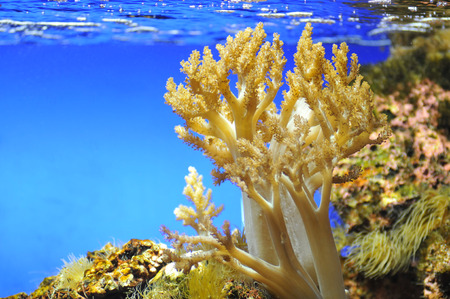Yellow coral in a aquarium of seawaterの写真素材