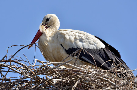 Closeup of white stork  Ciconia ciconia  lying in its nest on blue sky backgroundの写真素材