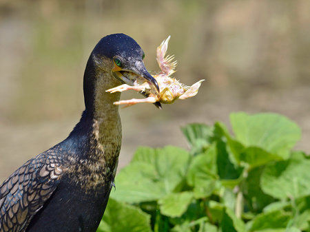 Portrait of White-breasted Cormorant  Phalacrocorax lucidus  eating chickの写真素材