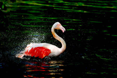 Flamingo  Phoenicopterus  shaking in the water with a very strong contrast effectの写真素材
