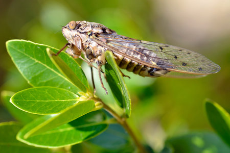 Macro of Cicada orni on leaf in the south of France