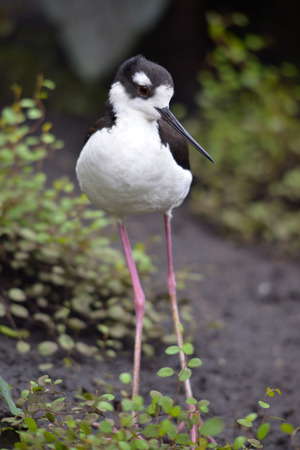Black-necked Stilt  Himantopus mexicanus の写真素材