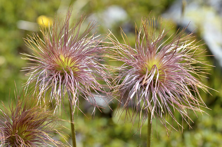 Macro of achenes on the Fruit of pasqueflowers  Pulsatilla  in the french Alpsの写真素材