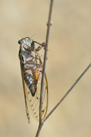 Closeup of Cicada orni on stem in the south of France and  viewed from underneath