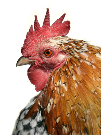 Portrait of brown rooster (Gallus) view of profile isolated on white backgroundの写真素材