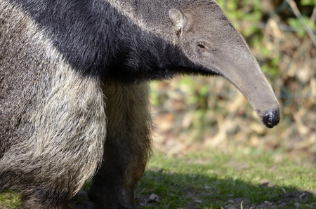 Closeup of Giant Anteater (Myrmecophaga tridactyla) walking on grassの写真素材