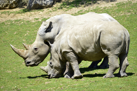 Two white rhinoceros (Ceratotherium simum) on grass seen of profileの写真素材