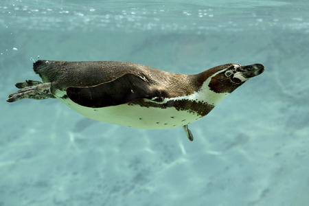 Humboldt penguin (Spheniscus humboldti) swimming under blue waterの写真素材