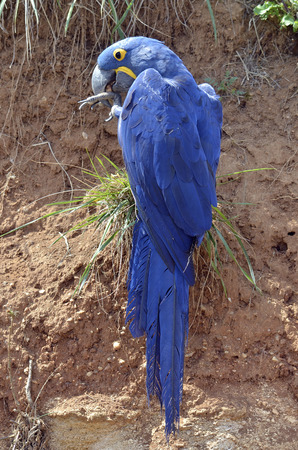 Closeup of Hyacinth macaw (Anodorhynchus hyacinthinus) on grassy hill and seen from behindの写真素材