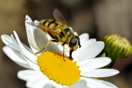Macro of black and yellow fly feeding on daisy flower