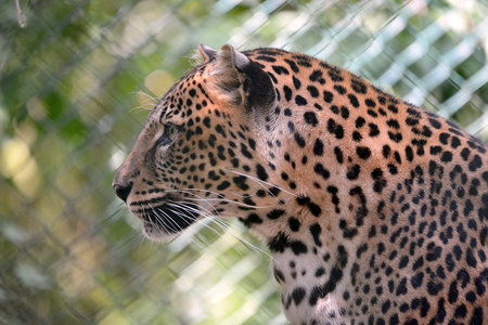 Portrait of leopard Panthera pardus seen from profile