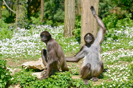 Two variegated spider monkeys Ateles hybridus Marimonda sitting on grass with daisy flowers