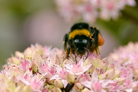 Macro of bumblebee Bombus terrestris feeding on sedum flower seen from front