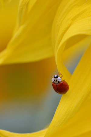 Coccinella Ladybug on yellow sunflower petalの写真素材