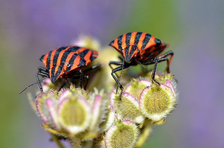 Macro of Graphosoma lineatum bug on two plant of forehead viewedの写真素材
