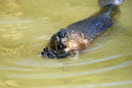North American Beaver Castor canadensis swimming