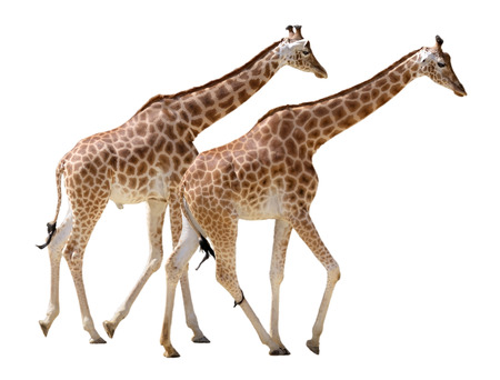 Two giraffes Giraffa camelopardalis walking in isolated on white backgroundの写真素材
