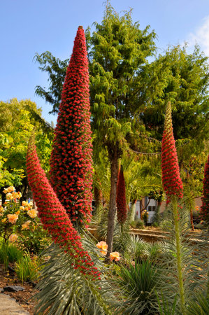 Red tower of jewels Echium wildpretii, symbolic flowers of Tenerife in the Spanish Canary Islands.の写真素材