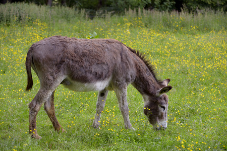 Brown donkey Equus africanus asinus grazing in a field with buttercupsの写真素材