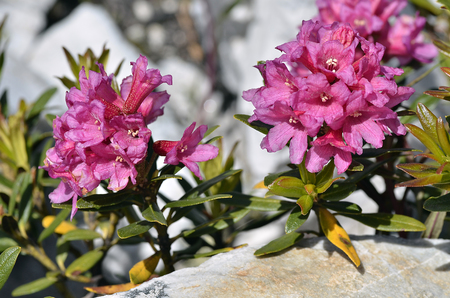 Closeup of Alpenrose flower Rhododendron ferrugineum near from La Plagne in France.の写真素材