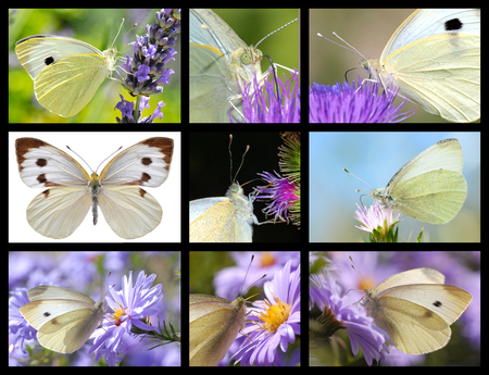 Nine mosaic photos of Large White butterflyの写真素材