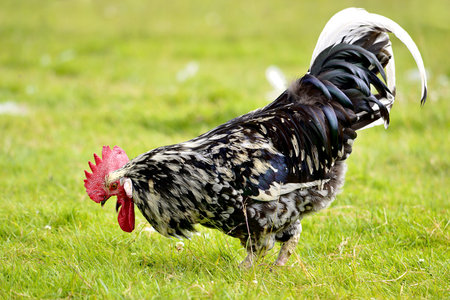 Closeup of black and white rooster Gallus view of profile and pecking on grass