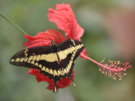 King Swallowtail butterfly Papilio thoas on red hibiscus flowerの写真素材