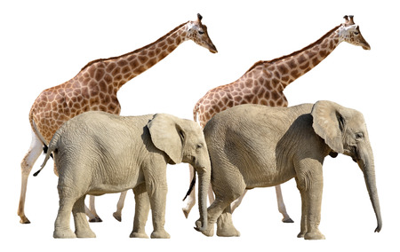 Two giraffes and two African elephants walking isolated on white backgroundの写真素材