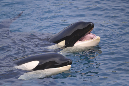Closeup of two killer whales (Orcinus orca) in blue water opening mouthの写真素材