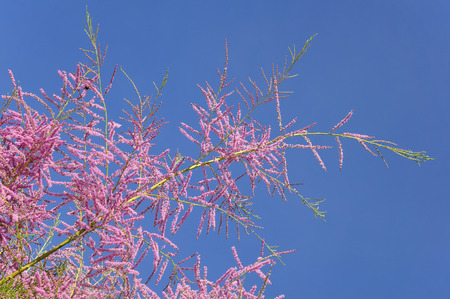 Flowering on branches of a tamarisk tree on blue sky backgroundの写真素材