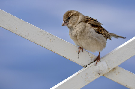 young sparrow (Passer) perched on lattice on blue sky backgroundの写真素材