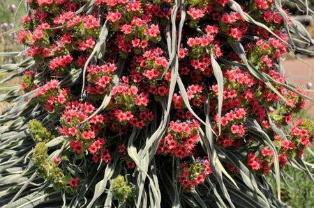 Macro red tower of flower jewels (Echium wildpretii), symbolic flower of the island of Tenerife