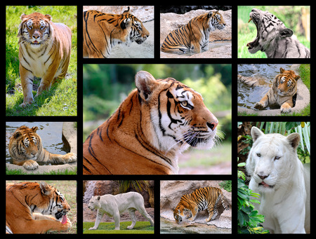 Eleven mosaic photos of tigers (Panthera tigris)の写真素材