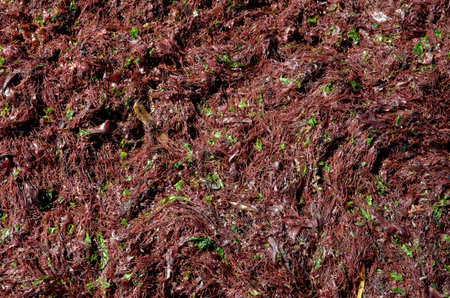 Background of green and red seaweed