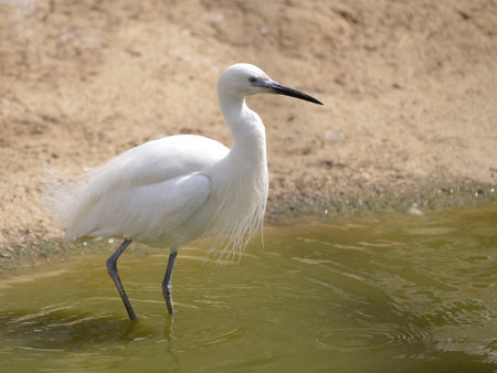 Closeup white little egret (Egretta garzetta) in water