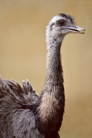 Profile portrait of Greater Rhea (Rhea americana)の写真素材