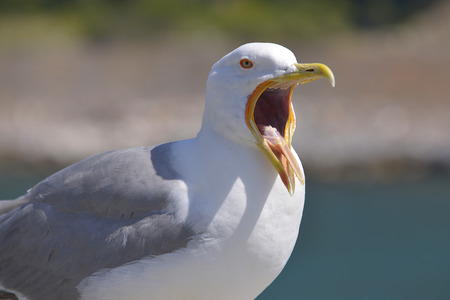 Closeup Yellow-legged Gull (Larus michahellis) with the beak wide open in Italyの写真素材